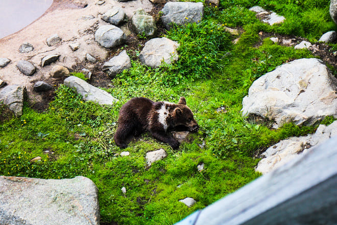 Visit to Ranua Arctic Wildlife Park - Rovaniemi 7