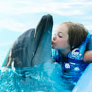 Premium 10 Minutes Dolphin Swimming Experience - Hurghada 1