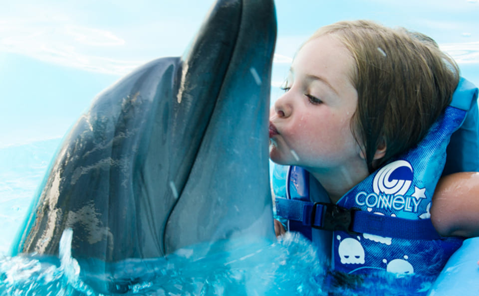Premium 10 Minutes Dolphin Swimming Experience – Hurghada