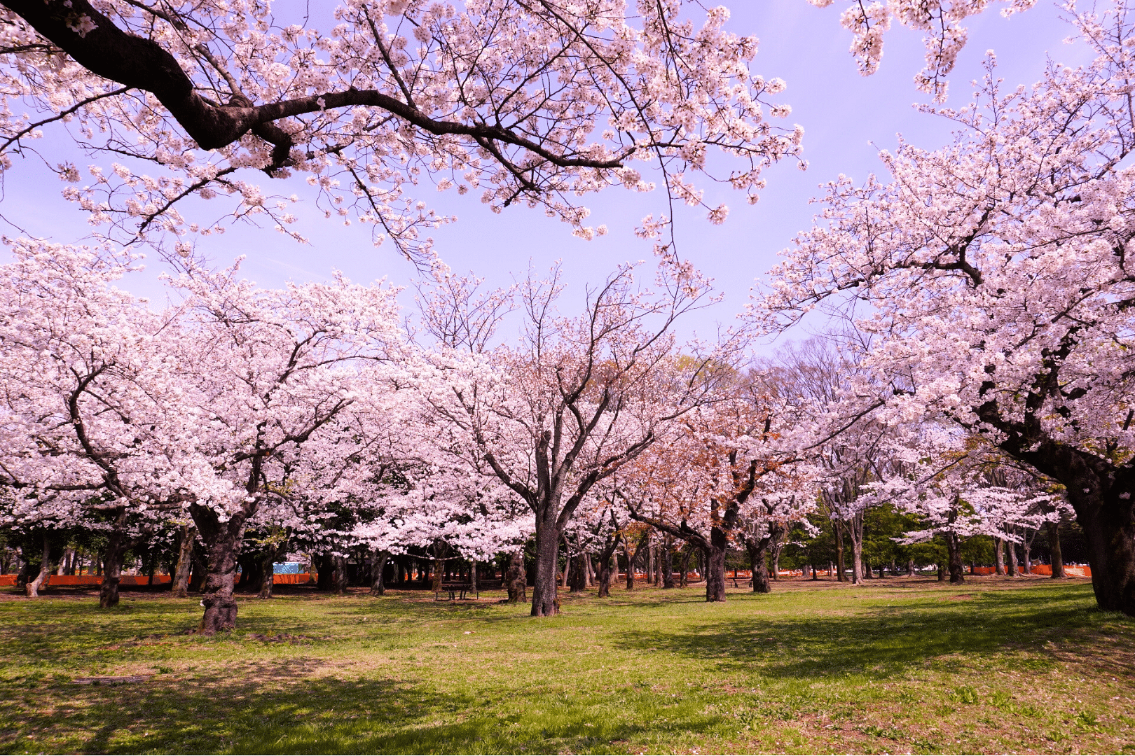MyProGuide Japan | Reliable Japan Local Day Tour Guides