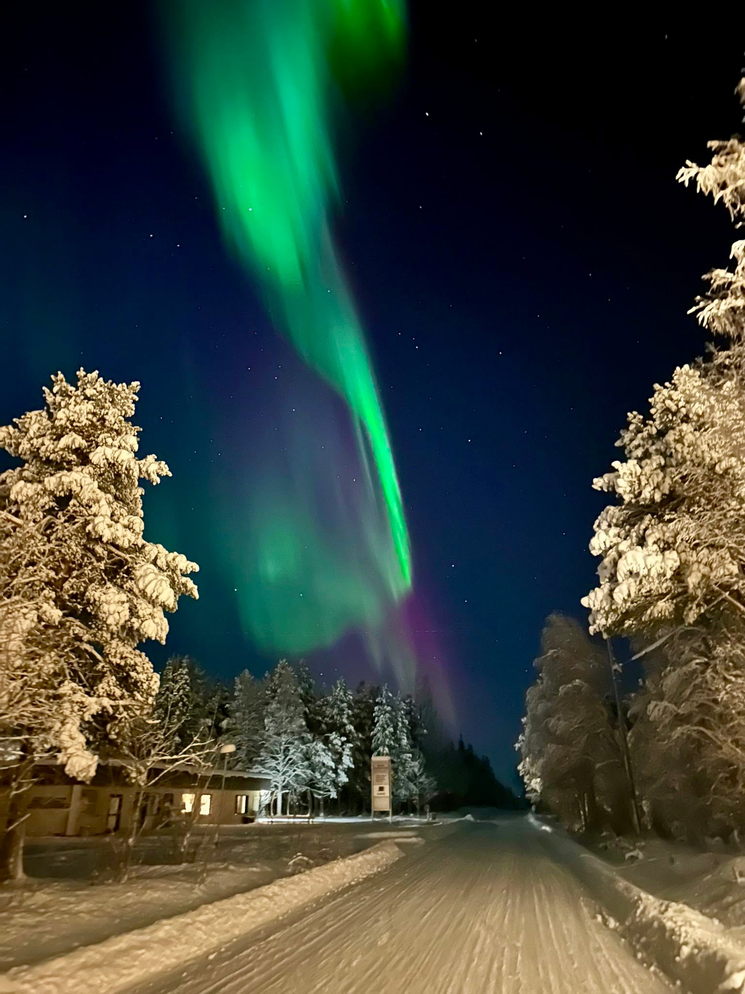 Bright green and purple Northern Lights above snow-covered trees at Arctic Village near Levi