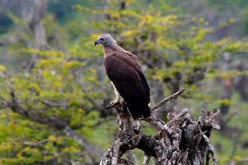 Full-Day Yala National Park Wildlife Tour from Wathuregama