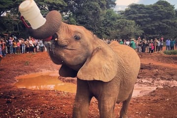 Best Day Tour Giraffe Center Elephant Orphanage Kazuri Beads & Bomas of Kenya