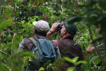 Explore the Peruvian Amazon: 4-Day Macaw Watching Tour