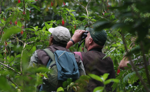 Explore the Peruvian Amazon: 4-Day Macaw Watching Tour