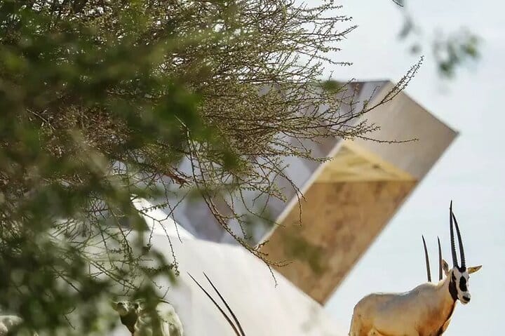 Discover Al Ain Forts and Oasis from Dubai 5
