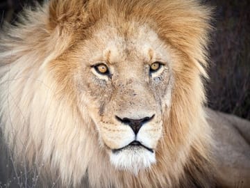 Big 5 Safari and Wine Tasting Tour from Cape Town