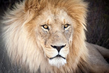 Big 5 Safari Aquila Game Tour wine tasting and Lunch