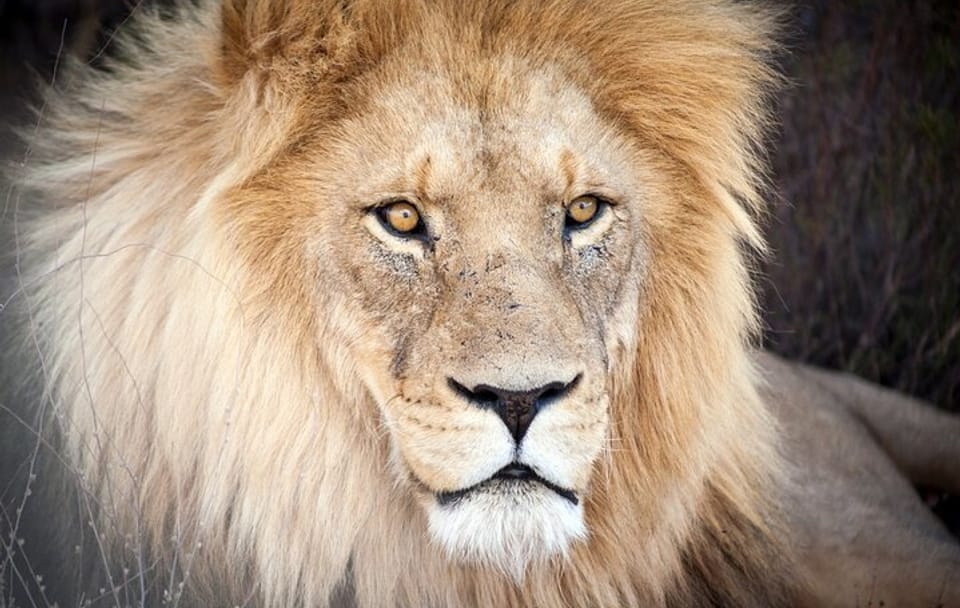 Big 5 Safari and Wine Tasting Tour from Cape Town