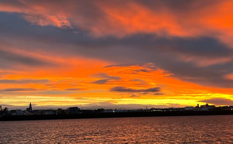 Reykjavik Evening Whale Watching Cruise in Arctic
