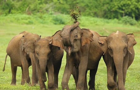 Udawalawe Safari Tour from Negombo