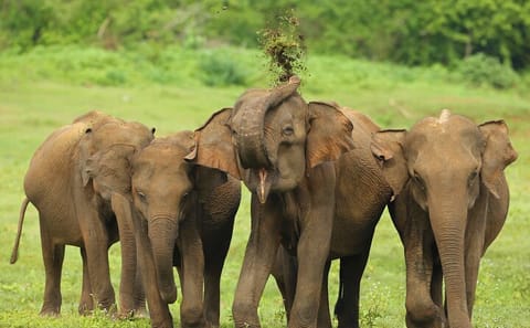 Udawalawe National Park Safari Tour from Negombo