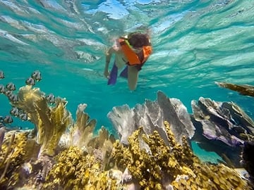 Puerto Morelos Reef Snorkeling with Private Transportation