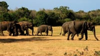  From Kandy: Sigiriya & Minneriya Safari Tour 4