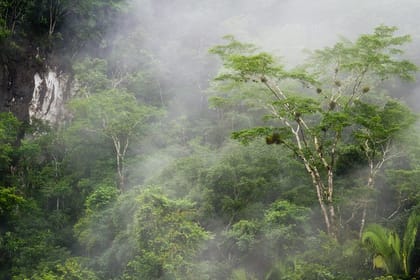 T4A-Exploring Cockscomb Basin & Nature Preserve
