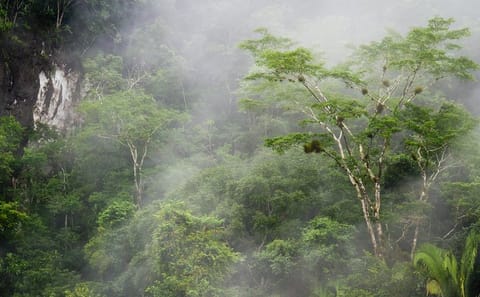Nocturnal Hiking Adventure in Belize's Jaguar Reserve