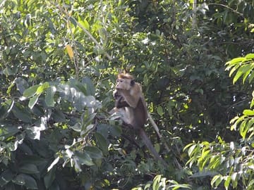 Lagoon Boat Tour to Monkey Island in Negombo, Sri Lanka