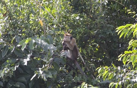 3 Hours Lagoon Tour to Monkey Island