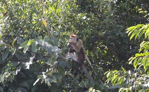 Lagoon Boat Tour to Monkey Island in Negombo, Sri Lanka