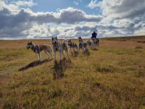 Siberian Husky dry land Dog sledding, photo 5