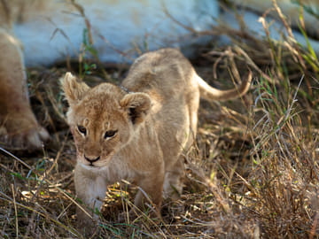 Ngorongoro Crater Day Trip