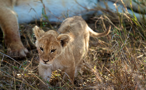 Ngorongoro Crater Day Trip