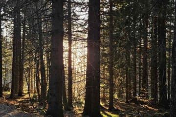 Hiking Tour to Boyana Waterfall and Mt. Vitosha from Sofia