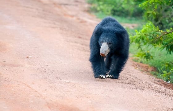 Yala National Park Safari from Ella