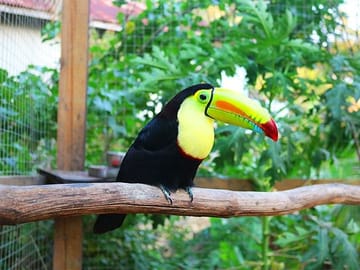 Toucan