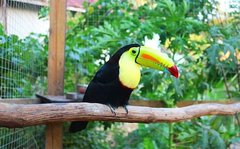 Extreme Zipline Adventure and Wildlife Tour in West End, Honduras
