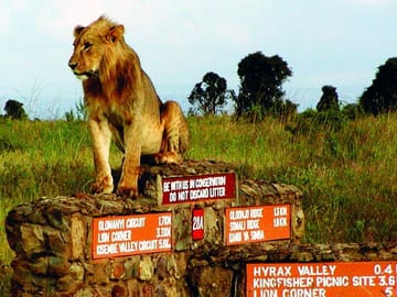 Nairobi National Park game drive