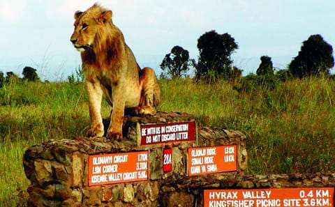 Half-Day Guided Wildlife Tour in Nairobi National Park