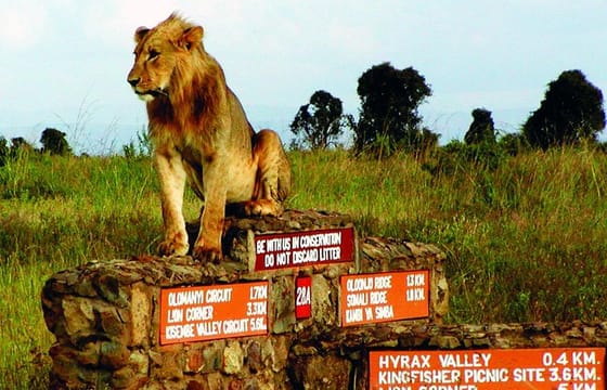 NAIROBI NATIONAL PARK: HALF DAY GUIDED TOUR FROM NAIROBI