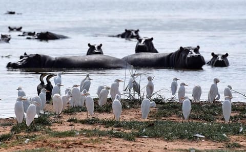 5-Day Camping Safari: Hell's Gate, Lake Naivasha & Masai Mara