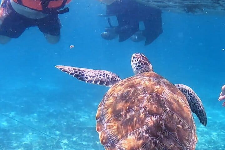 The Tulum Sea Turtle and Rays 1.5 Hours Snorkel Experience 4