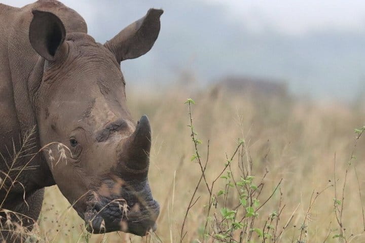 Nairobi Airport Layover Tour with National Park & Giraffe Centre