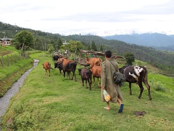 A village boy herding cow at Nobgang, Punakha