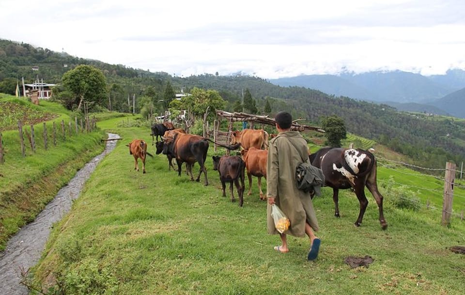 Cultural and Scenic Tour of Bhutan: Paro and Punakha Highlights