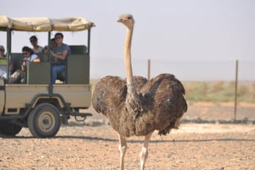 Private Wildlife Safari and Overnight at Azraq Wetland Reserve