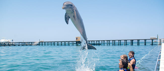 Dolphin Explorer - Explorer 7