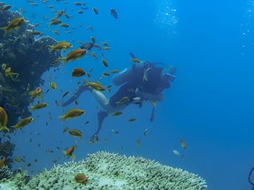 Dive into the crystal-clear waters of Sharm El Sheikh and explore the breathtaking underwater world of the Red Sea alongside vibrant marine