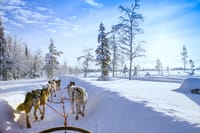 Husky Farm Visit & Sled Ride Experience 1
