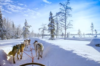 Husky Farm Visit & Sled Ride Experience