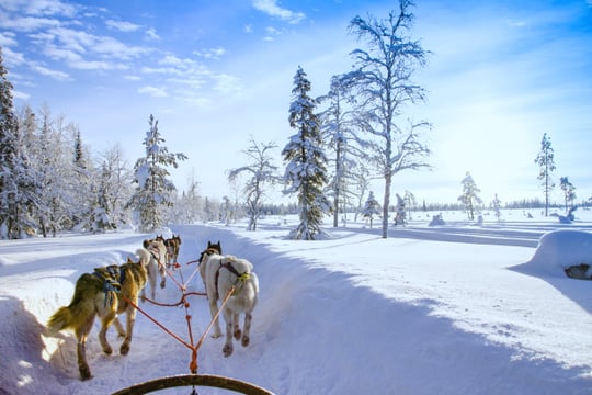 Husky Farm Visit & Sled Ride Experience