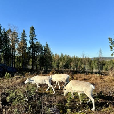 Aito Lapin Luontoelämys Porotilalla - Image 6