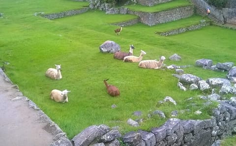 Inca Trail Trek to Machu Picchu: 4-Day Hiking Adventure