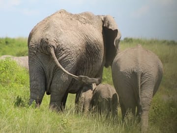 Safari 10 Days, 9 Nights – Lake Nakuru, Maasai Mara, Naivasha, Amboseli & Tsavo