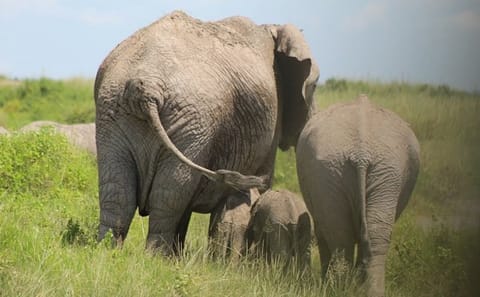 Safari 10 Days, 9 Nights – Lake Nakuru, Maasai Mara, Naivasha, Amboseli & Tsavo