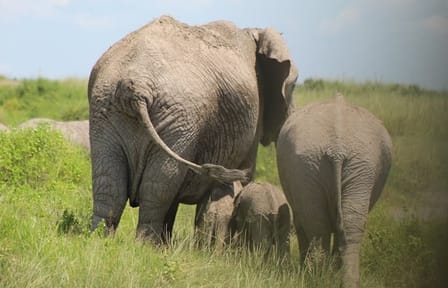 Safari 10 Days, 9 Nights – Lake Nakuru, Maasai Mara, Naivasha, Amboseli & Tsavo