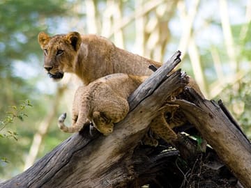 2 Days, 1 Night Safari – Lake Nakuru National Park From Kisumu